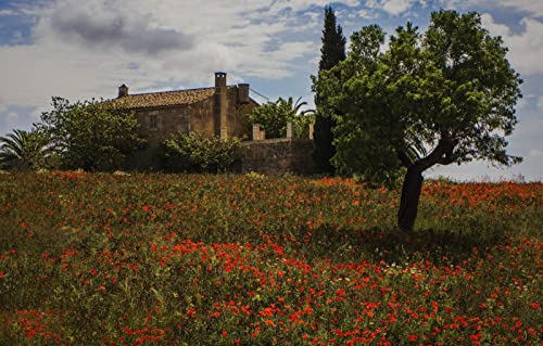 Puzzle für Junge Erwachsene, 100 Teile, Schöne Naturlandschaft, Blumen, Spanien, Monturi, Mallorca, 45,5 x 35,5 cm Puzzle für Junge Erwachsene, 100 Teile, Schöne Naturlandschaft, Blumen, Spanien, Monturi, Mallorca, 45,5 x 35,5 cm von AFHMZ
