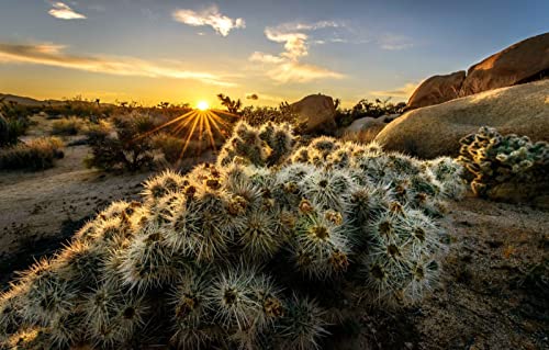 Puzzle für Junge Erwachsene, 1000 Teile, natürliche Schönheit, Sonne, Sonnenuntergang, Kalifornien, USA, Joshua Tree Nationalpark, 70 x 50 cm Puzzle für Junge Erwachsene, 1000 Teile, natürliche Schönheit, Sonne, Sonnenuntergang, Kalifornien, USA, Joshua Tree Nationalpark, 70 x 50 cm von AFHMZ