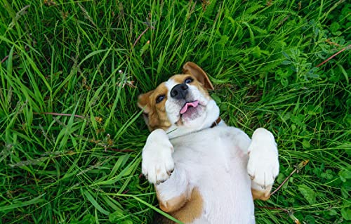 Puzzle für Jungen, 1000 Teile, Beagle-Hund, 70 x 50 cm Puzzle für Jungen, 1000 Teile, Beagle-Hund, 70 x 50 cm von AFHMZ