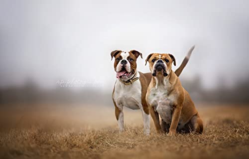 Puzzle für Jungen, 1000 Teile, Hund, 70 x 50 cm Puzzle für Jungen, 1000 Teile, Hund, 70 x 50 cm von AFHMZ