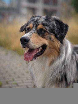 Puzzle für Kinder und Erwachsene 100 Teile Australian Shepherd 45,5x35,5CM von AFHMZ