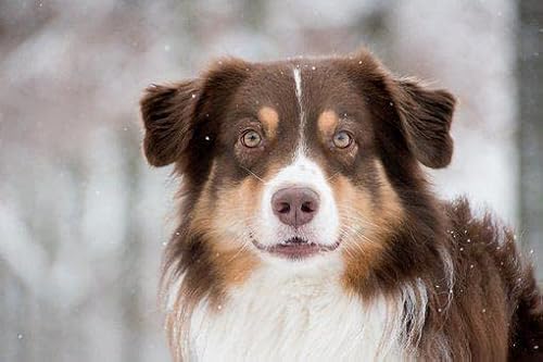 Puzzle für Kinder und Erwachsene 100 Teile Australian Shepherd 45,5x35,5CM von AFHMZ