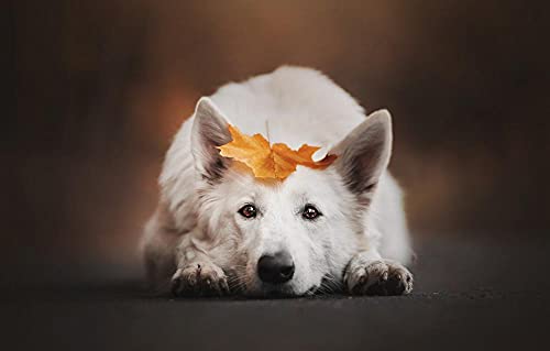 Puzzle für Kinder und Jungen, 1000 Teile, Schweizer Schäferhund, 70 x 50 cm Puzzle für Kinder und Jungen, 1000 Teile, Schweizer Schäferhund, 70 x 50 cm von AFHMZ