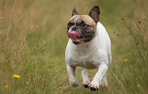 Puzzle für Kinder und Mädchen, 2000 Teile, Französische Bulldogge, 70 x 100 cm Puzzle für Kinder und Mädchen, 2000 Teile, Französische Bulldogge, 70 x 100 cm von AFHMZ