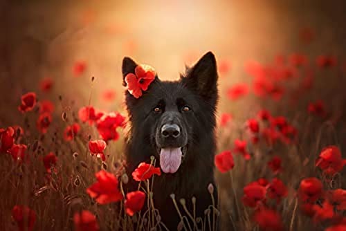 Puzzle mit 1000 Teilen für Erwachsene/Belgischer Schäferhund/Gehirn-Herausforderungspuzzle für Kinder, Lernspiele, Gehirn-Herausforderungspuzzle für Kinder, Lernspiele, Geschenkgröße 70 x 50 cm Puzzle mit 1000 Teilen für Erwachsene/Belgischer Schäferhund/Gehirn-Herausforderungspuzzle für Kinder, Lernspiele, Gehirn-Herausforderungspuzzle für Kinder, Lernspiele, Geschenkgröße 70 x 50 cm von AFHMZ