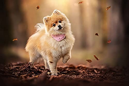Puzzle mit 1000 Teilen für Erwachsene/Spitz/Gehirn-Herausforderungspuzzle für Kinder, Lernspiele, für Geburtstags-/Erntedank, Größe 70 x 50 cm Puzzle mit 1000 Teilen für Erwachsene/Spitz/Gehirn-Herausforderungspuzzle für Kinder, Lernspiele, für Geburtstags-/Erntedank, Größe 70 x 50 cm von AFHMZ
