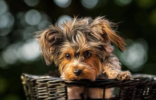 Puzzles ' Jigsaw Puzzles 1000 Teile Für Erwachsene Welpe Yorkshire Terrier Yorkie Terrier 70x50CM von AFHMZ