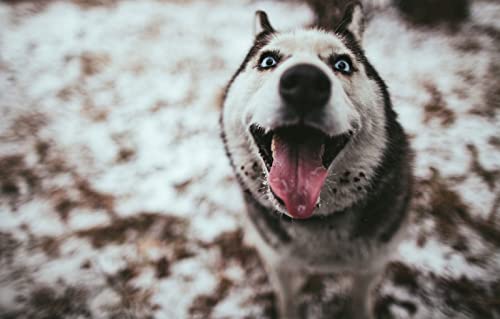 Riesenpuzzle für Erwachsene, 1000 Teile, Husky-Hund, 70 x 50 cm von AFHMZ