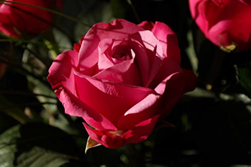Rote Rose Puzzle 500 Teile Naturpuzzle mit hochwertiger Puzzleaufbewahrung: Kartonschachtel und wiederverschließbarer Beutel Puzzlemaße 52x38CM von AFHMZ