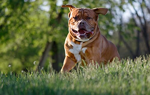Schönes Puzzle 100 Teile Bulldogge 45,5x35,5CM von AFHMZ