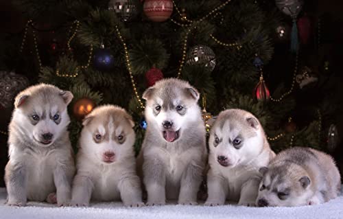 Schwieriges Denkspiel 100 Teile Husky-Welpe 45,5 x 35,5CM Schwieriges Denkspiel 100 Teile Husky-Welpe 45,5 x 35,5CM von AFHMZ