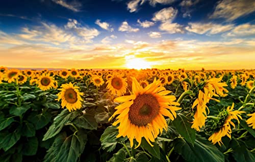 Schwieriges Puzzle für Erwachsene, 1000 Teile, Naturschönheit, Sonnenblumen, Sonnenuntergang, 70 x 50 cm Schwieriges Puzzle für Erwachsene, 1000 Teile, Naturschönheit, Sonnenblumen, Sonnenuntergang, 70 x 50 cm von AFHMZ