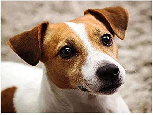 Smart Jack Russell Terrier Tierpuzzle 2000 Teile für Erwachsene Lernspielzeug Einzigartige Heimdekorationen und Geschenke 100x70CM Smart Jack Russell Terrier Tierpuzzle 2000 Teile für Erwachsene Lernspielzeug Einzigartige Heimdekorationen und Geschenke 100x70CM von AFHMZ