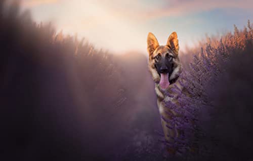 Spiele Puzzle 500 Teile Hund Billy Shepherd 52x38CM von AFHMZ