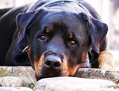 Tiere Hunde Hochwertiger Karton – 100 Teile Puzzle 45,5 x 35,5CM von AFHMZ