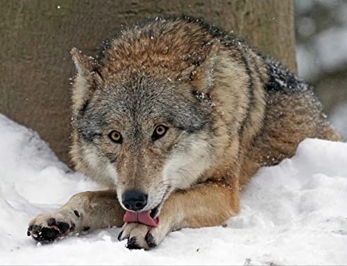 Tiere Hungriger Wolf in hochwertiger Kartonbox – 300 Teile Puzzle 38x26CM von AFHMZ