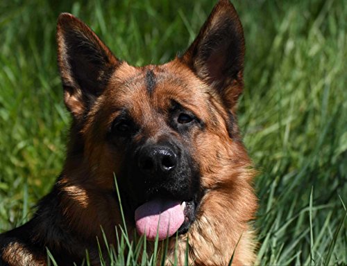 Tiere Schäferhund in hochwertiger Kartonbox – 500 Teile Puzzle 52x38CM Tiere Schäferhund in hochwertiger Kartonbox – 500 Teile Puzzle 52x38CM von AFHMZ