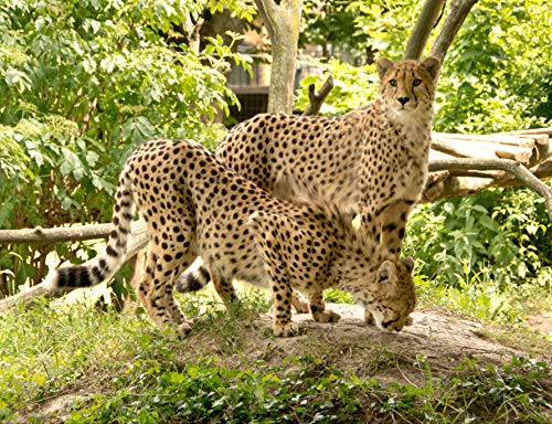 Tierwelt Gepard, 1000 Teile in hochwertiger Kartonschachtel, Puzzleteile im wiederverschließbaren Beutel 38x26CM von AFHMZ