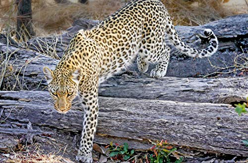 Tierwelt Leopard 1000 Teile in hochwertiger Kartonbox Puzzleteile im wiederverschließbaren Beutel 38x26CM von AFHMZ