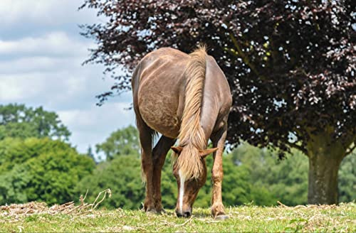Tierwelt - Pferd im hochwertigen Karton - Puzzle 200 Teile wiederverschliessbarem Beutel 35x25cm Tierwelt - Pferd im hochwertigen Karton - Puzzle 200 Teile wiederverschliessbarem Beutel 35x25cm von AFHMZ