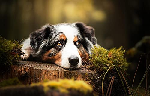 Unmögliches Puzzle, 200 Teile, Australischer Schäferhund, 35 x 25 cm Unmögliches Puzzle, 200 Teile, Australischer Schäferhund, 35 x 25 cm von AFHMZ