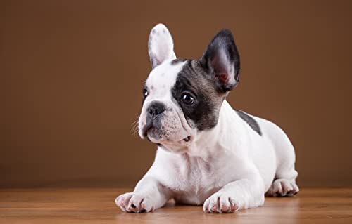Weihnachtspuzzle 200 Teile Französischer Bulldoggenwelpe 35x25CM von AFHMZ