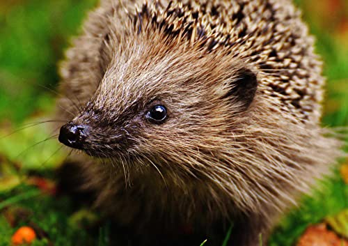Wildlife - Igel - 500 Teile im hochwertigen Karton Puzzleteile 52x38CM Wildlife - Igel - 500 Teile im hochwertigen Karton Puzzleteile 52x38CM von AFHMZ