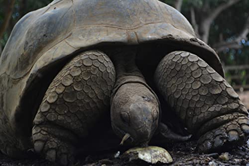 Wildlife Turtle – 500 Teile im hochwertigen Karton Puzzleteile 52x38CM von AFHMZ