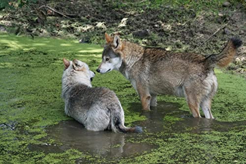 Wolf Puzzle 1000 Teile | Tierwelt Puzzle mit hochwertiger Puzzle-Aufbewahrung 38x26CM von AFHMZ