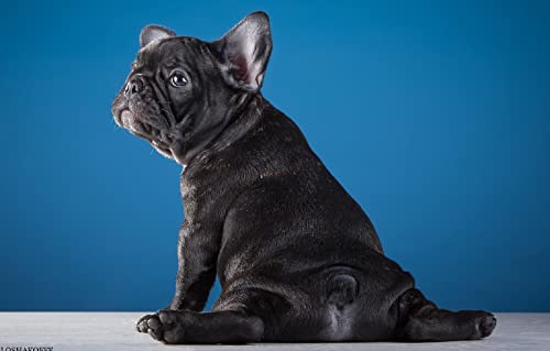 Zahlenpuzzle 100 Teile Französischer Bulldoggenwelpe 45,5x35,5CM von AFHMZ
