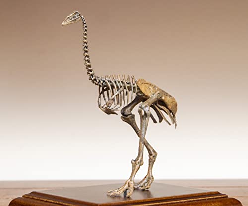 AMITD 1:10 Scale Aepyornis Figure Aepyornithidae Skeleton Collector Resin Animal Model GK Dinosaur Decor Gift for Adult (1/10) von AMITD