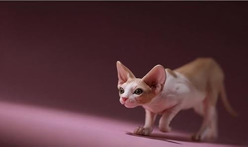 AMITD Mr.Z Studio 1:6 Scale Canadian Hairless Figure Sphynx Cat Pet Animal Model Collector Gfit for Adult (0042-3) von AMITD
