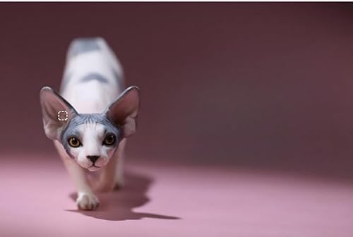 AMITD Mr.Z Studio 1:6 Scale Canadian Hairless Figure Sphynx Cat Pet Animal Model Collector Gfit for Adult (0042-4) von AMITD