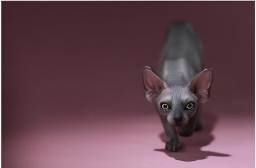 AMITD Mr.Z Studio 1:6 Scale Canadian Hairless Figure Sphynx Cat Pet Animal Model Collector Gfit for Adult (0042-5) von AMITD