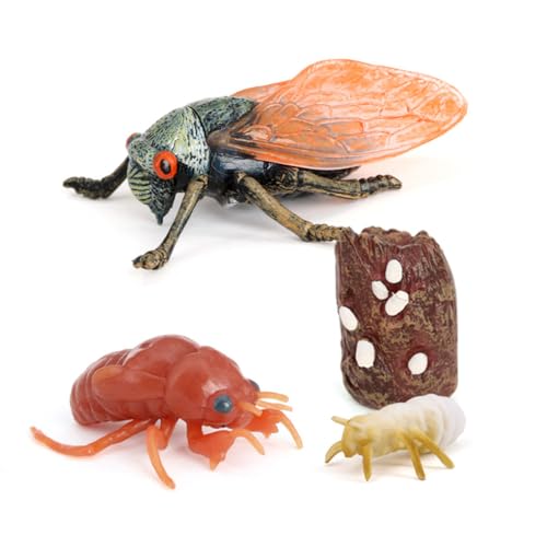 AMSLSIU 1 Set Cicada Life Cycle Toy Home School Vivid Creative Growth Cycles Toys Simulationsmodell Kinderspielzeug für Bildung Spielen AMSLSIU 1 Set Cicada Life Cycle Toy Home School Vivid Creative Growth Cycles Toys Simulationsmodell Kinderspielzeug für Bildung Spielen von AMSLSIU