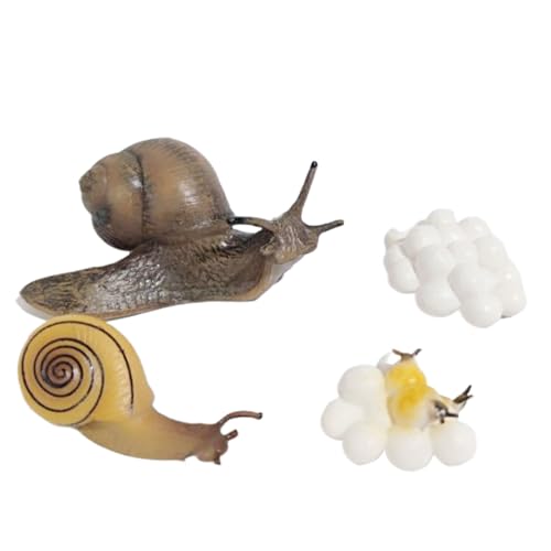 AMSLSIU 1 Set Life Cycle Models Lifecycle Model Educational Display Prop Simulation Animals Playthings Tierspielzeug für Kinder, Schnecke von AMSLSIU