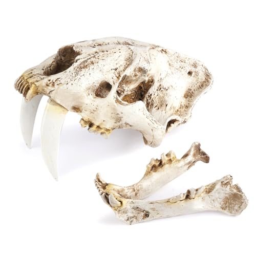 AMSLSIU Kunstharz-Schädel-Dekor Smilodon Säbelzahntiger Hausbar Schreibtisch dekoratives Zubehör im gotischen Stil Lehrrequisite für Party Halloween AMSLSIU Kunstharz-Schädel-Dekor Smilodon Säbelzahntiger Hausbar Schreibtisch dekoratives Zubehör im gotischen Stil Lehrrequisite für Party Halloween von AMSLSIU