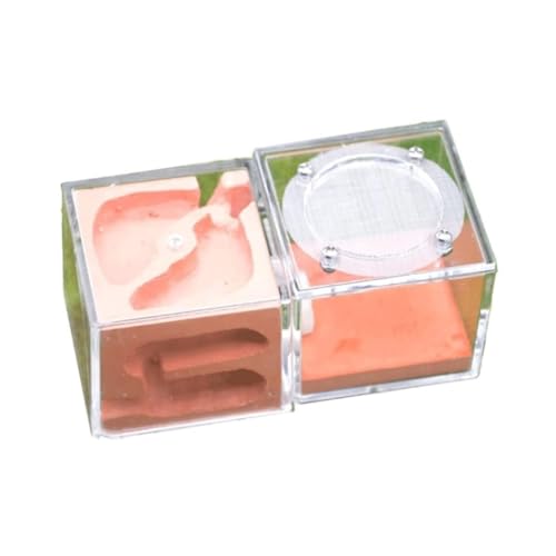 Ameisenfarm für Erwachsene Ameisenburg Ameisennest Gips Ameisenfarm Nest Palast Ameisennest Burg Kinder Ameisennest Farm Ameisen Terrarium(Pink) von AMYSTY