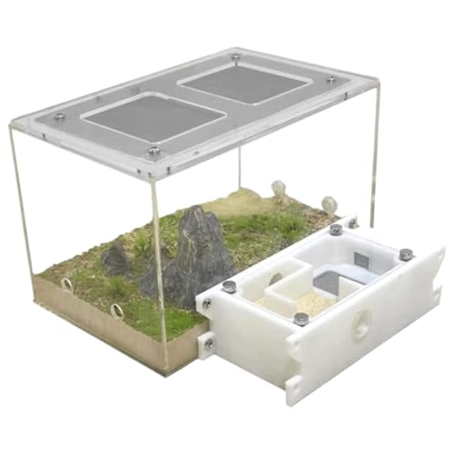 Ameisenfarm für Erwachsene Ameisenburg-Studie - Ökosystemverhalten Von Ameisen - Ameisenfarm - Lern- Und Wissenschaftsset Ameisen Terrarium von AMYSTY