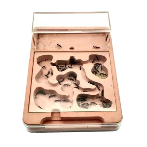 Ameisenfarm für Erwachsene Ameisenfarm 3D-Kunststoff-Flachameisennest Farm Gips Öko-Gürtel Fütterungsbereich Feuchtigkeitsspendender Pool Ameisenburg Ameisen Terrarium Ameisenfarm für Erwachsene Ameisenfarm 3D-Kunststoff-Flachameisennest Farm Gips Öko-Gürtel Fütterungsbereich Feuchtigkeitsspendender Pool Ameisenburg Ameisen Terrarium von AMYSTY