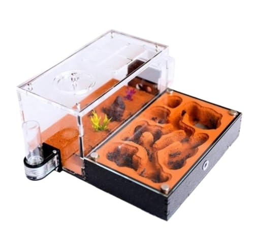 Ameisenfarm für Erwachsene Ameisenfarm Ameisenhaus Untersuchung des Ameisenverhaltens Ameisennest Ameisenterrarium Pädagogisches Formicarium Für Ameisen Ameisen Terrarium Ameisenfarm für Erwachsene Ameisenfarm Ameisenhaus Untersuchung des Ameisenverhaltens Ameisennest Ameisenterrarium Pädagogisches Formicarium Für Ameisen Ameisen Terrarium von AMYSTY