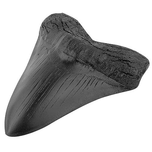 Amloogard 5 -Zoll -Haifischzähne Modell Easy Clean Tooth Replica Home Dekoration Schwarze Haizähne Fossile Meeresbiologie Unterricht Requisiten for Kinder Kinder Amloogard 5 -Zoll -Haifischzähne Modell Easy Clean Tooth Replica Home Dekoration Schwarze Haizähne Fossile Meeresbiologie Unterricht Requisiten for Kinder Kinder von AMZLORD