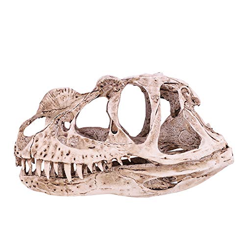 ANKROYU Dinosaurier-Schädelmodell aus Kunstharz, umweltfreundlich, hohe Simulation, lebensecht, Schreibtisch-Dekoration, Bastel-Lehrrequisite für Wohnzimmer, Büro ANKROYU Dinosaurier-Schädelmodell aus Kunstharz, umweltfreundlich, hohe Simulation, lebensecht, Schreibtisch-Dekoration, Bastel-Lehrrequisite für Wohnzimmer, Büro von ANKROYU