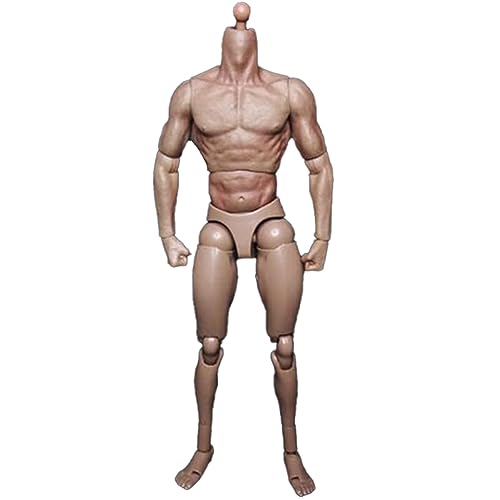 ANSO Schmalschultrige Männliche Körperpuppen-Actionfigur für TTM18 TTM19 Hot Toys & Skizzenmodell des Menschlichen Körpers ANSO Schmalschultrige Männliche Körperpuppen-Actionfigur für TTM18 TTM19 Hot Toys & Skizzenmodell des Menschlichen Körpers von ANSO