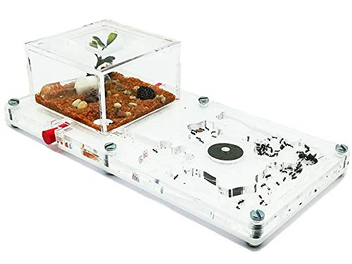 ANTHILLSHOP - Ameisenfarm aus Acryl │10 x 20 cm aus Schaum - mit Ameisen 20 bis 30 Arbeiter. von ANTHILLSHOP