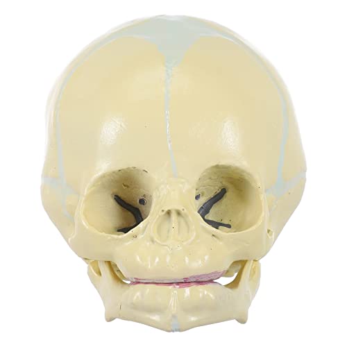 AOKWAWALIY 1stk Schädel Schaufensterpuppen Kinder Schaufensterpuppe Männchen Anatomisches Skelettmodell Skulptur Des Menschlichen Skeletts Kopfknochenmodell Kunstkopie Prop Werkzeug Pvc Tier von AOKWAWALIY