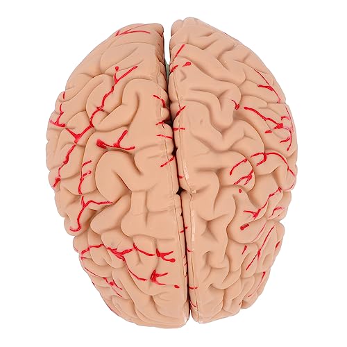 AOKWAWALIY Modell Des Menschlichen Körpers Mannequin Anatomisches Gehirnmodell 1stk Modell Der Gehirnanatomie Schaufensterpuppe Echte Person Modul Pvc Gehirn Lehrmodell Schaufensterpuppen von AOKWAWALIY