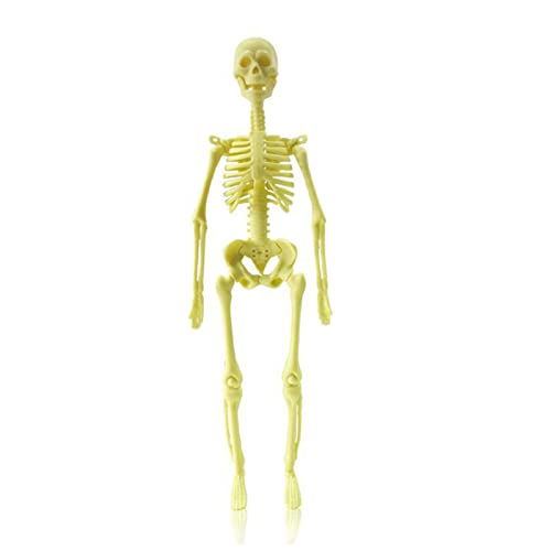 AOOOWER Menschliches Anatomisches Körpermodell Torso Anatomiemodell Skelett Abnehmbare Teile Bildung Organe Modell Für Kinder Menschliches Körpermodell Anatomie Für Kinder Und Erwachsene Abnehmbare von AOOOWER