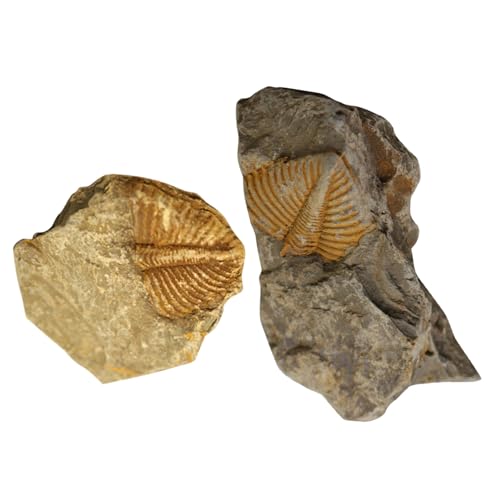ARTSEWPLY 2 Stück Teiliges Trilobiten fossilien Hochwertigem Material Pädagogisches Lehrmittel und Dekoratives Paläontologie exemplar für Unterricht und Kreative Ausgrabungsspiele ARTSEWPLY 2 Stück Teiliges Trilobiten fossilien Hochwertigem Material Pädagogisches Lehrmittel und Dekoratives Paläontologie exemplar für Unterricht und Kreative Ausgrabungsspiele von ARTSEWPLY