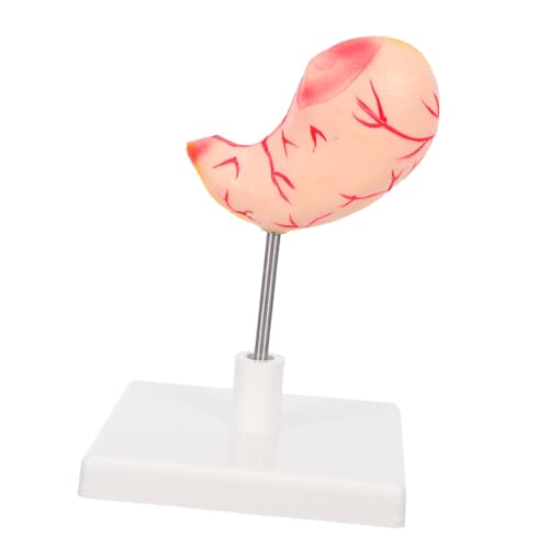 ARTSEWPLY Anatomisches Magenmodell Menschliches Organ Lehrmodell für Klinische Ausbildung Medizinische Schule Robustes Detailgetreues Einfach Montierbares Verdauungsorgan Modell ARTSEWPLY Anatomisches Magenmodell Menschliches Organ Lehrmodell für Klinische Ausbildung Medizinische Schule Robustes Detailgetreues Einfach Montierbares Verdauungsorgan Modell von ARTSEWPLY